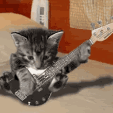 cat playing a bass