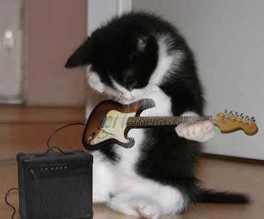cat playing a guitar