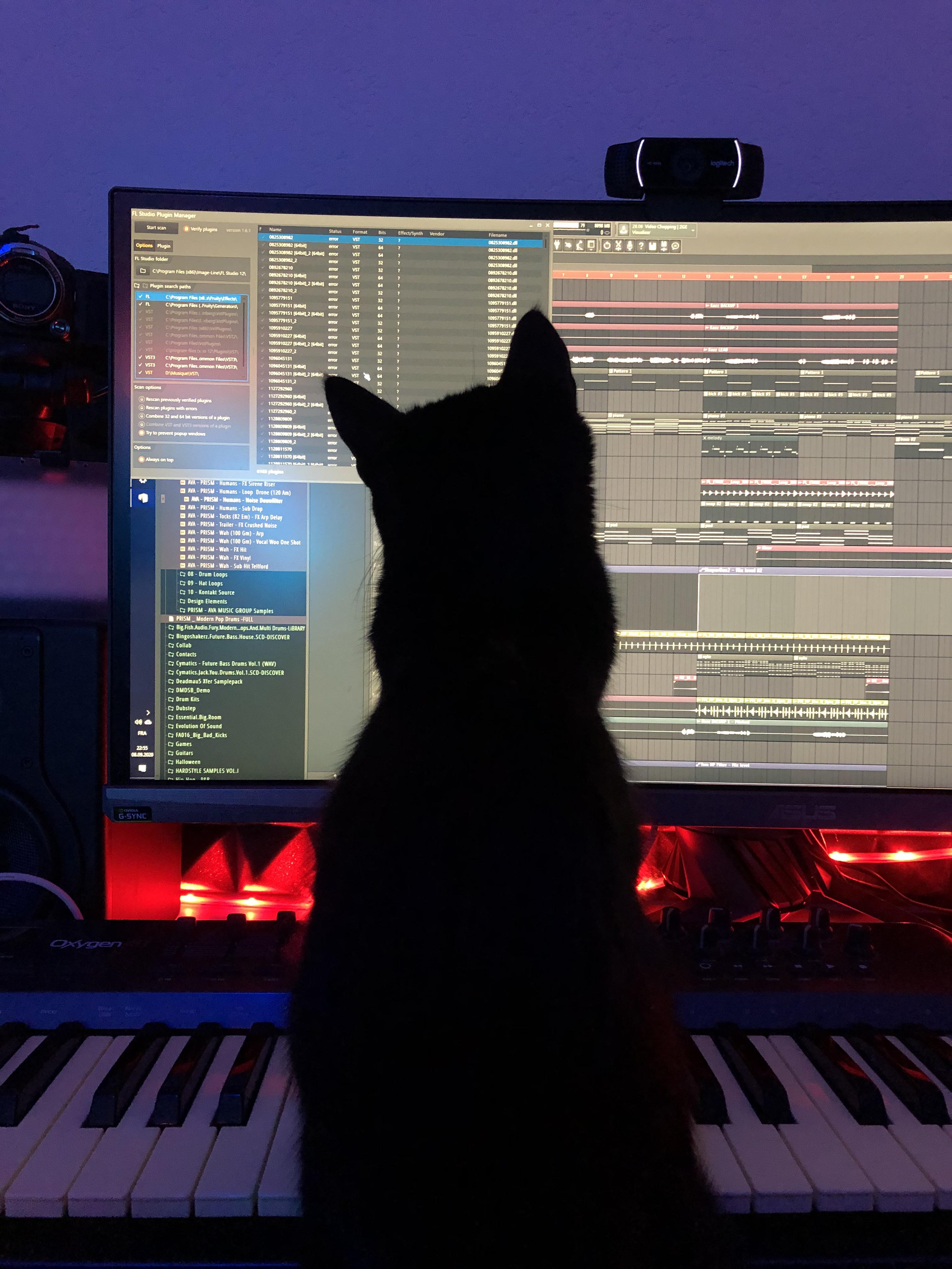 cat in da stu